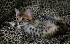 Wundervolle Bengal Babys geb. 29. 8. 4 Jungs und 2 Mädchen