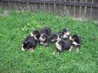 Grosser Schweizer Sennenhund Welpen